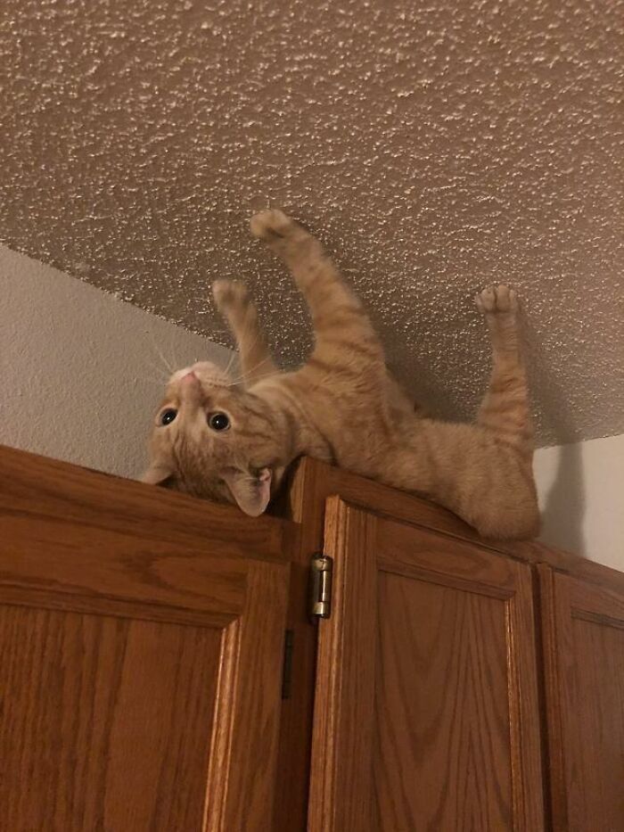 An orange cat climbing the wall and ceiling, a baffling image that defies physical sense.