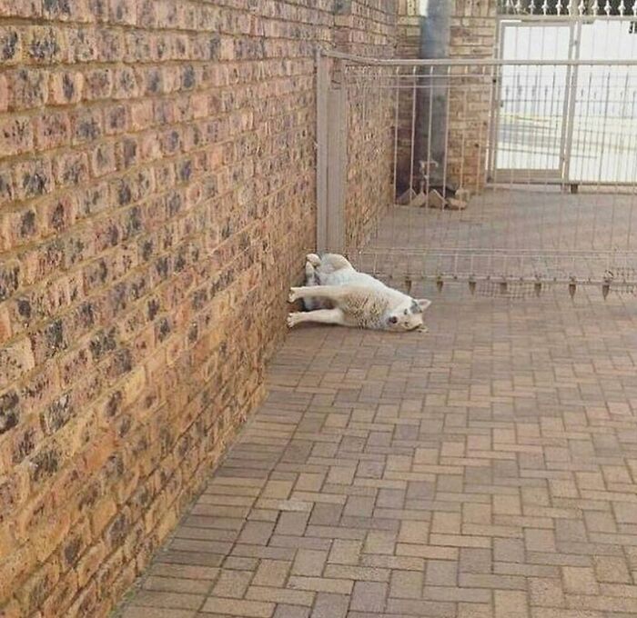 A white dog lying against a brick wall, appearing to defy gravity, a baffling image.