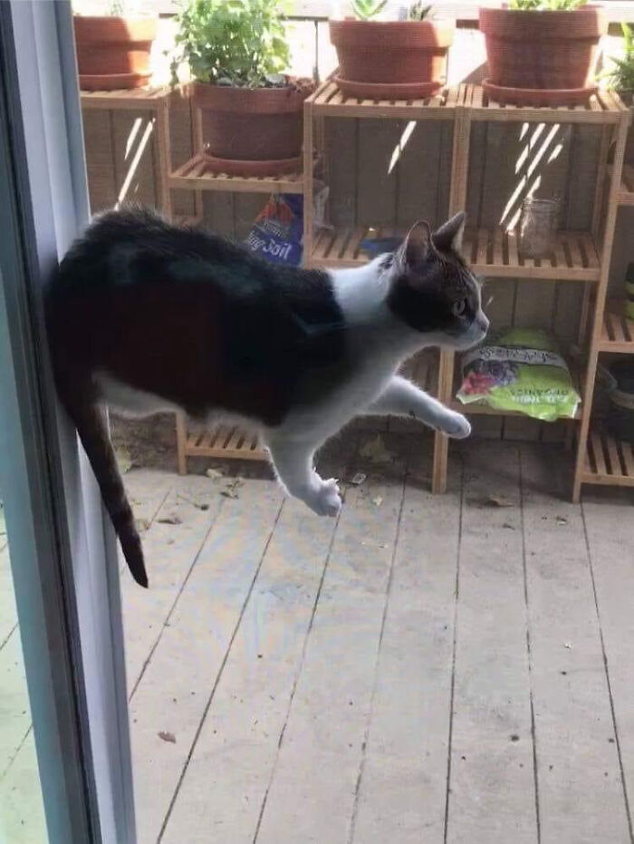 A baffling image of a cat seemingly floating through a glass door, defying physical sense, with plants in background.