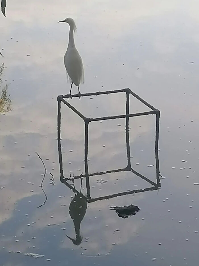 A baffling image of a white heron standing on a metal cube floating on calm water, defying physical sense.