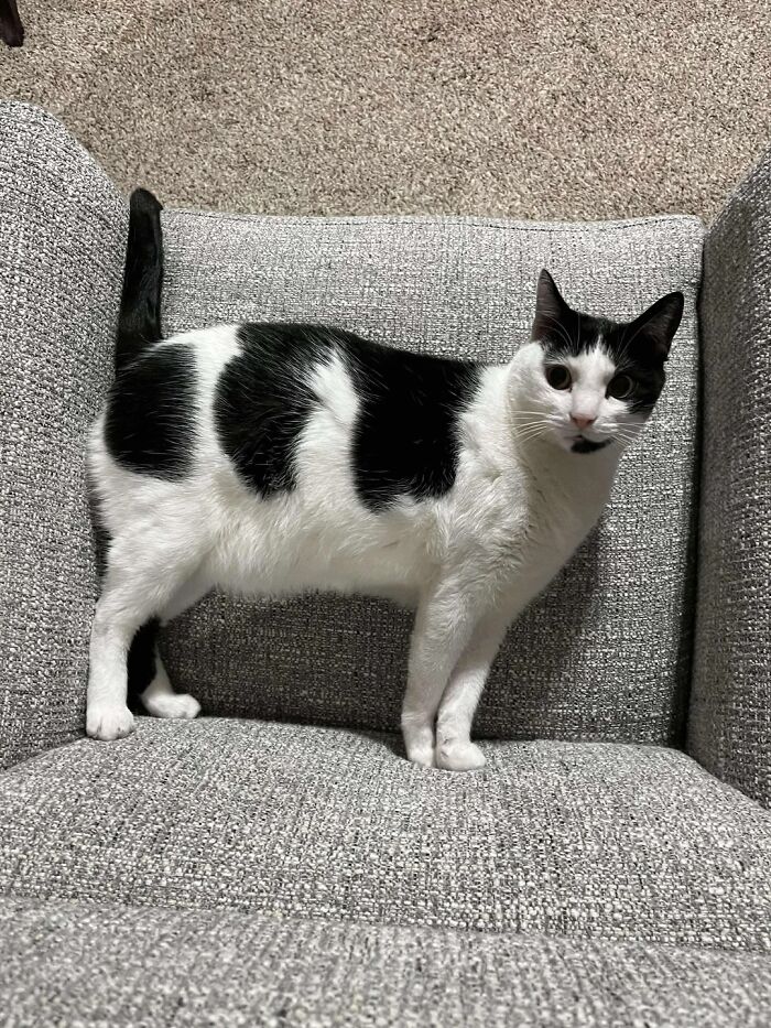 A black and white cat standing on a grey armchair, one of the baffling images that make no physical sense.