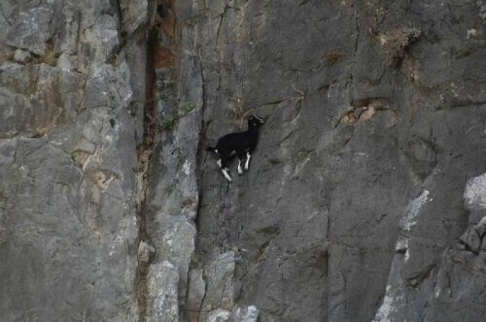 A black goat clinging to a steep, rocky cliff, one of the baffling images that make no physical sense.