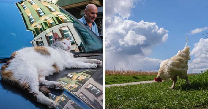 This Street Photographer Took 26 Pics Capturing Animals’ Odd And Hilarious Moments
