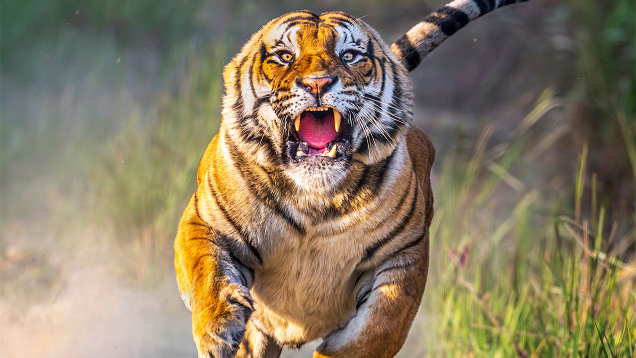 25 Winning Photos From AAP Magazine Show The Natural World In A New Light
