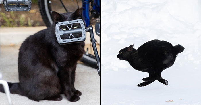 50 Best Photos Of Black Cats By Street Photographer Masayuki Oki