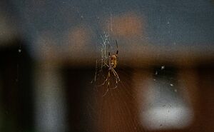 UK Homes Are About To Be Invaded By Spiders And An Ecologist Has Some Surprisingly Useful Advice