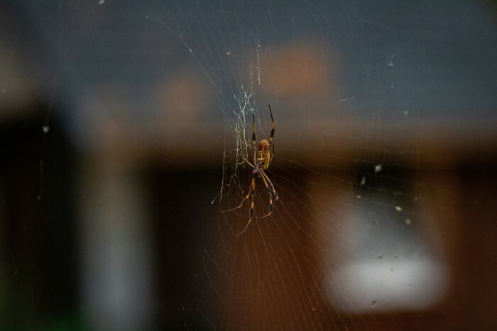 A tennis ball-sized spider on a large web outside a UK home, illustrating the spider invasion. A tennis ball-sized spider on a large web outside a UK home, illustrating the spider invasion.