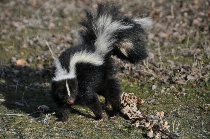 These 49 Animals Seem Cute But Zookeepers Say They Are A Total Nightmare