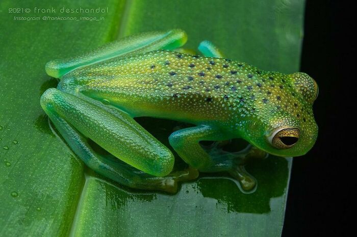 Granular Glass Frog