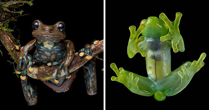 26 Wild Frog Photos Shared By The ‘Herping The Globe’ Community