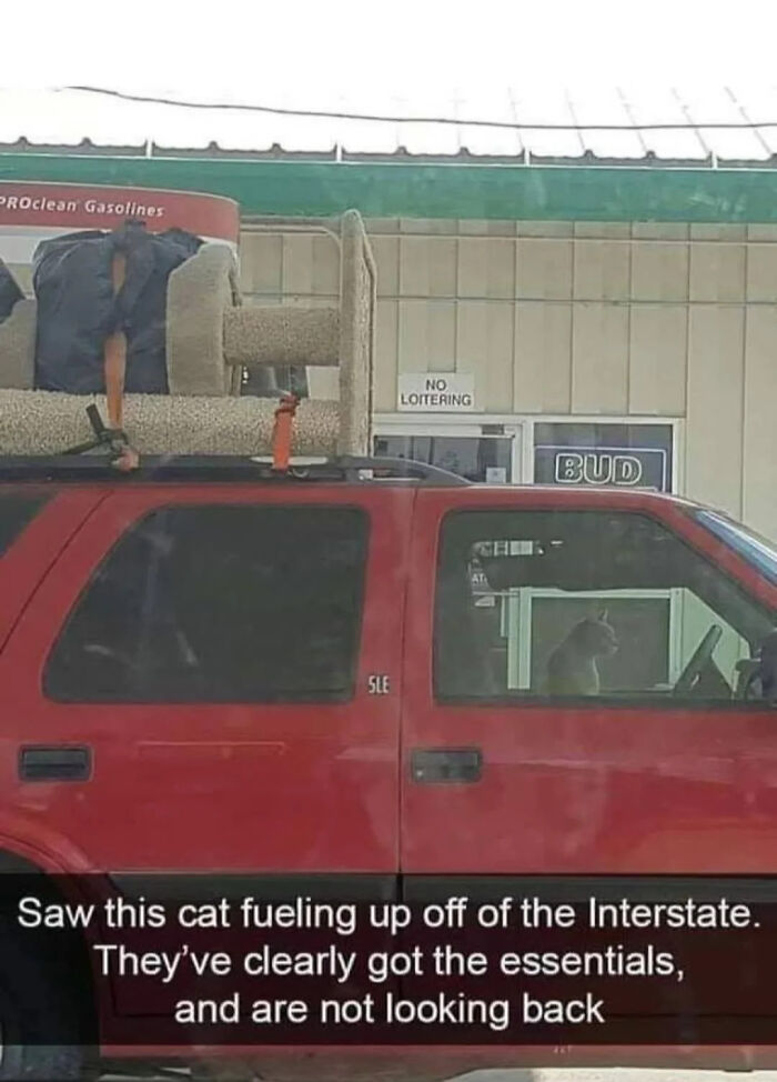 Hilarious photos: A red SUV with a large cat tree strapped to its roof, and a cat visible in the driver's seat.
