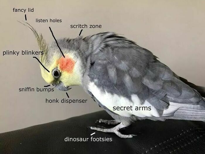 A detailed diagram of a cockatiel labeling its body parts with humorous names, among wholesome animal photos.
