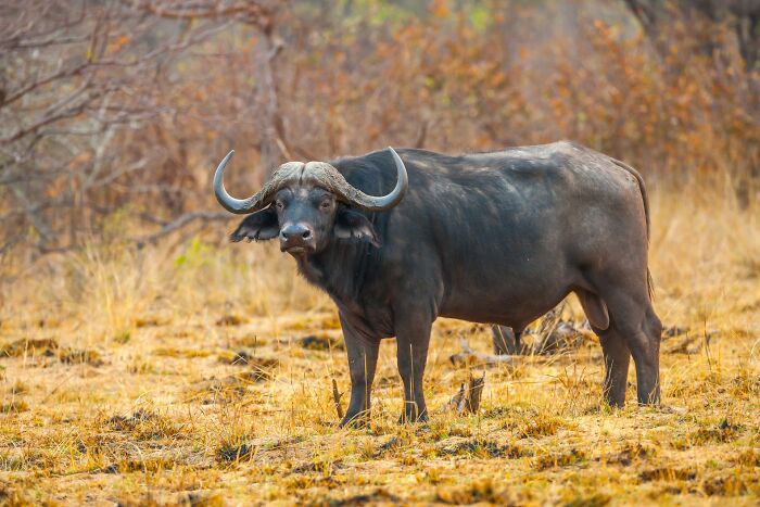 Wildly stupid things people said, a large buffalo with horns standing in a field looking at the camera.