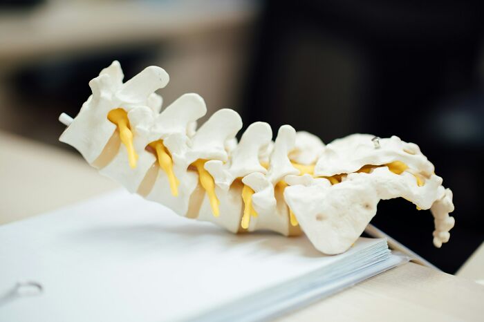 A human spine model on a table, illustrating skeletal structure and historical medical practices of surgery