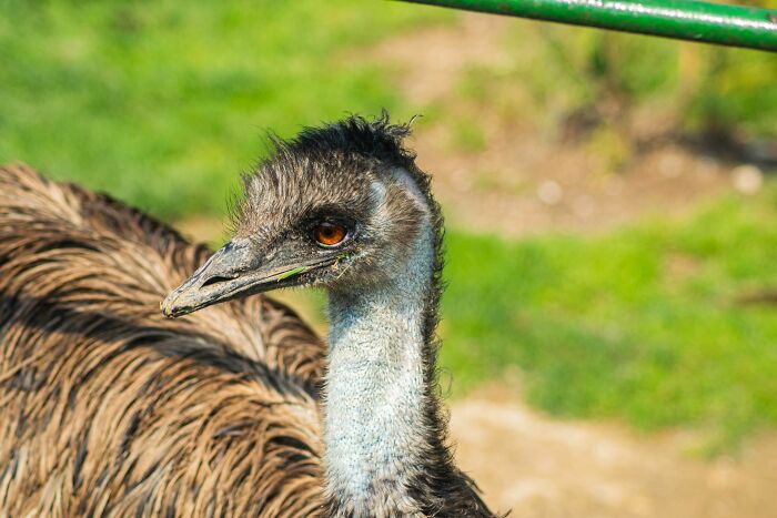 Close-up of an emu's head and neck, a curious creature related to many historical facts.