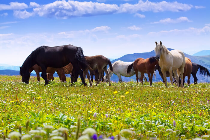 Horses grazing in a vibrant meadow under a blue sky, showcasing natural historical facts.
