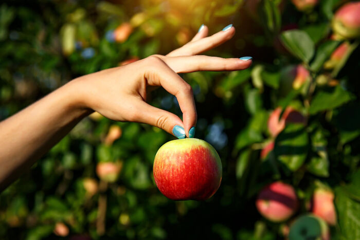 A hand holding a ripe apple, symbolizing common beliefs or historical facts.