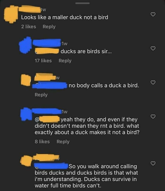 Arguments online about whether ducks are birds with misunderstandings