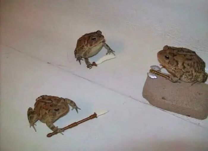 Three unhinged images of frogs with miniature weapons on a white wall, appearing to be in a standoff.