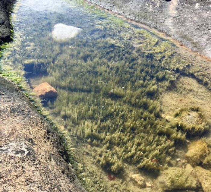 Underwater moss resembling a dense forest, creating a confusing perspective of an aerial view