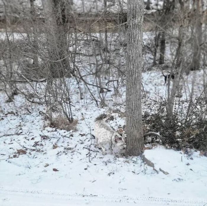 A white and grey speckled dog blends in with the snowy woods, showing a picture that might make you look once.