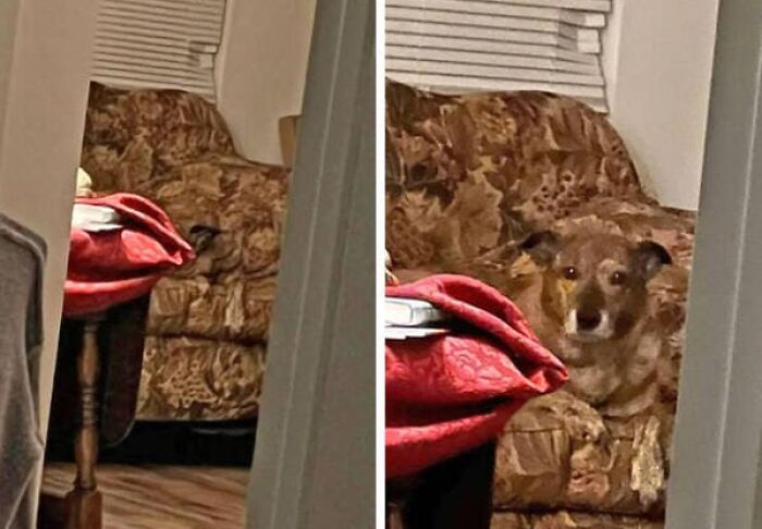 A camouflaged dog blending perfectly into a brown patterned armchair, requiring a second look.