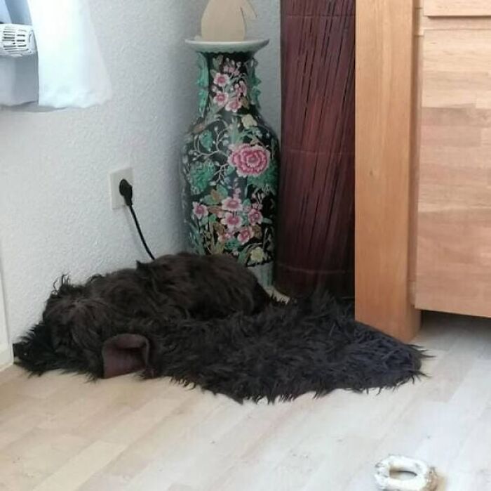 An optical illusion showing a dark, fluffy dog that blends in with a matching shaggy rug.