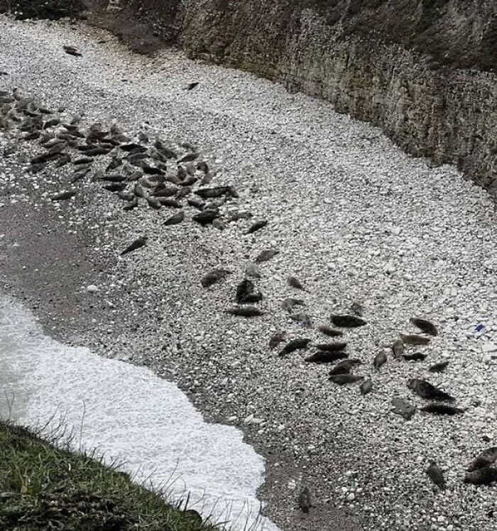 An optical illusion showing a stony beach where multiple seals are camouflaged among the pebbles.