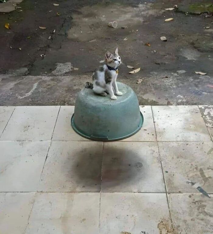 A small cat sitting on an upside-down green bowl with a shadow that makes you look a third time.