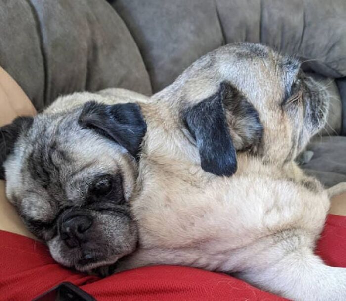 Two pugs overlapping in a way that creates a confusing perspective of a two-headed dog.