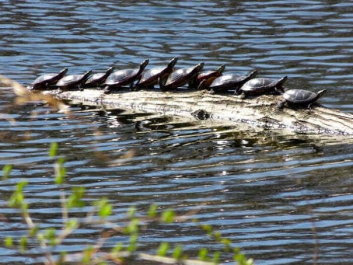 Ten small turtles lined up on a floating log in a lake, showing pictures that make you look once.