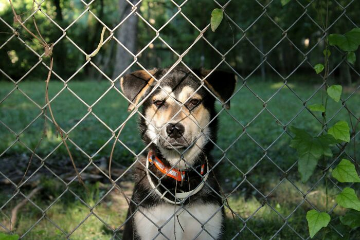 A sad-looking dog behind a chain link fence, representing something people do that others judge.