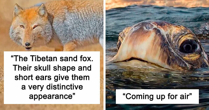 106 Awe-Inspiring Photos That Prove Nature Is Freaking Lit (New Pics)