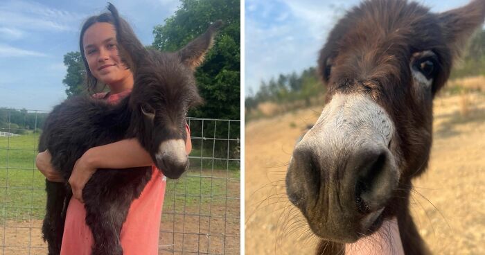 Officer Facing Backlash After Entering Family’s Pasture Without Permission And Firing On Their Baby Pet Donkey