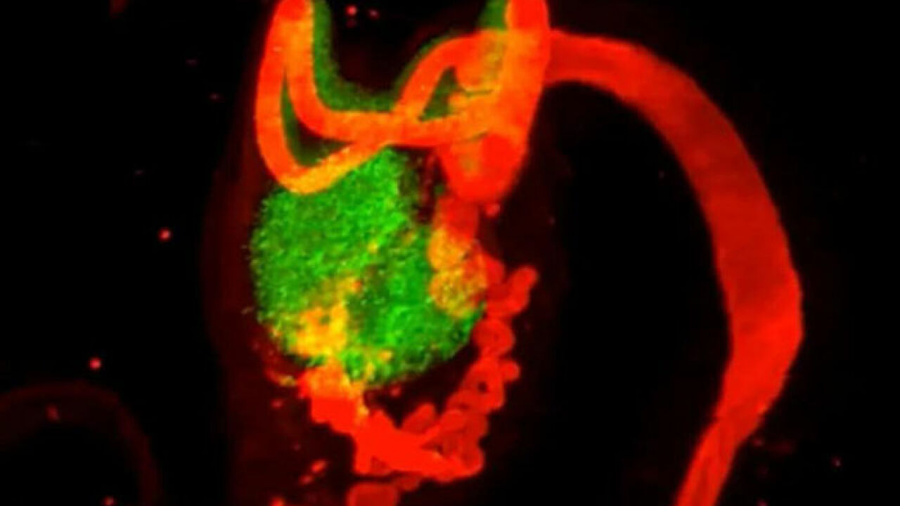 This Female Body Part Was Deemed Useless And Erased From Textbooks, Now Scientists Say They Got It Wrong