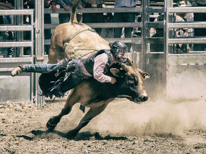A rodeo rider on a bucking bull, an intense display of pain reactions in sport.