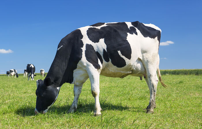 A black and white cow grazing in a green pasture under a blue sky, reflecting childhood beliefs about where milk comes from.