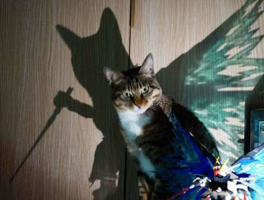 A disturbing and chaotic image of a cat with a shadow resembling a winged creature holding a sword.