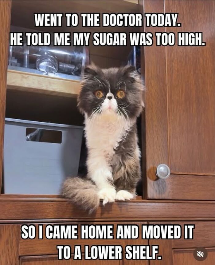 A humorous animal meme featuring a fluffy cat sitting on a shelf, eyes wide, with text about high sugar.