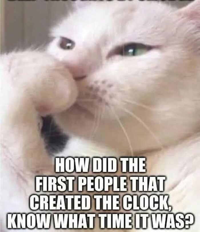 Thought-provoking animal meme with a white cat looking contemplative, captioned 'How did the first people that created the clock, know what time it was?'