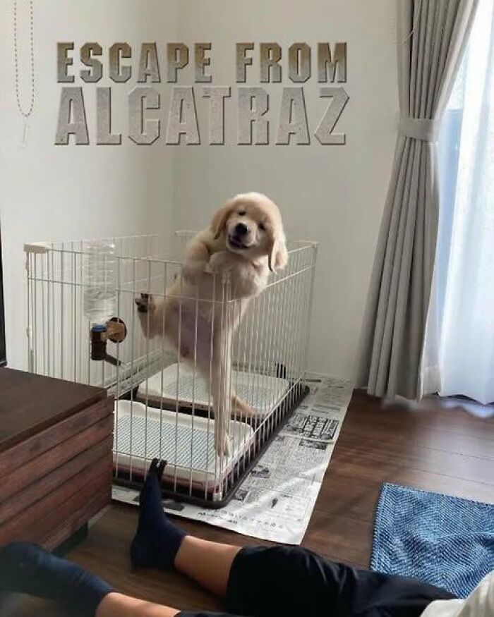 Playful animal memes capture a golden retriever puppy attempting to escape a playpen, referencing Alcatraz.