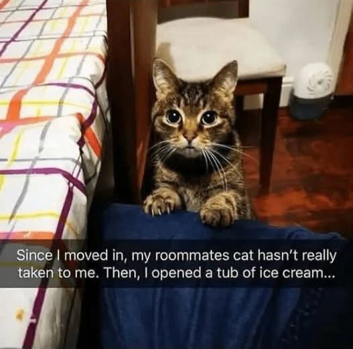 Cute animal memes include a cat with wide eyes, looking eagerly for ice cream after being aloof.