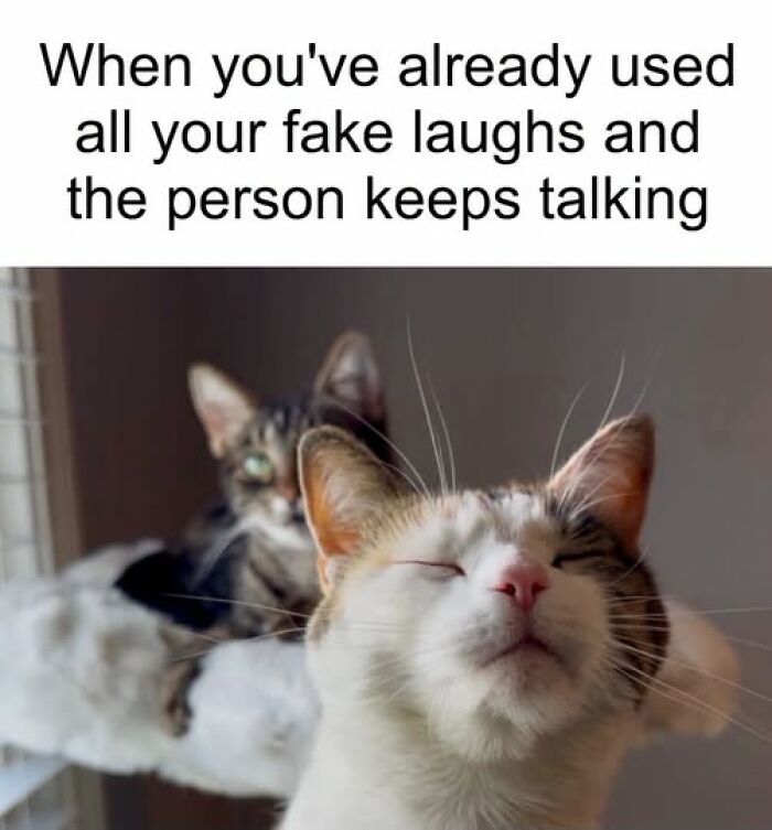 A cat with eyes closed and another cat in the background, an animal meme relatable for internet laughs.