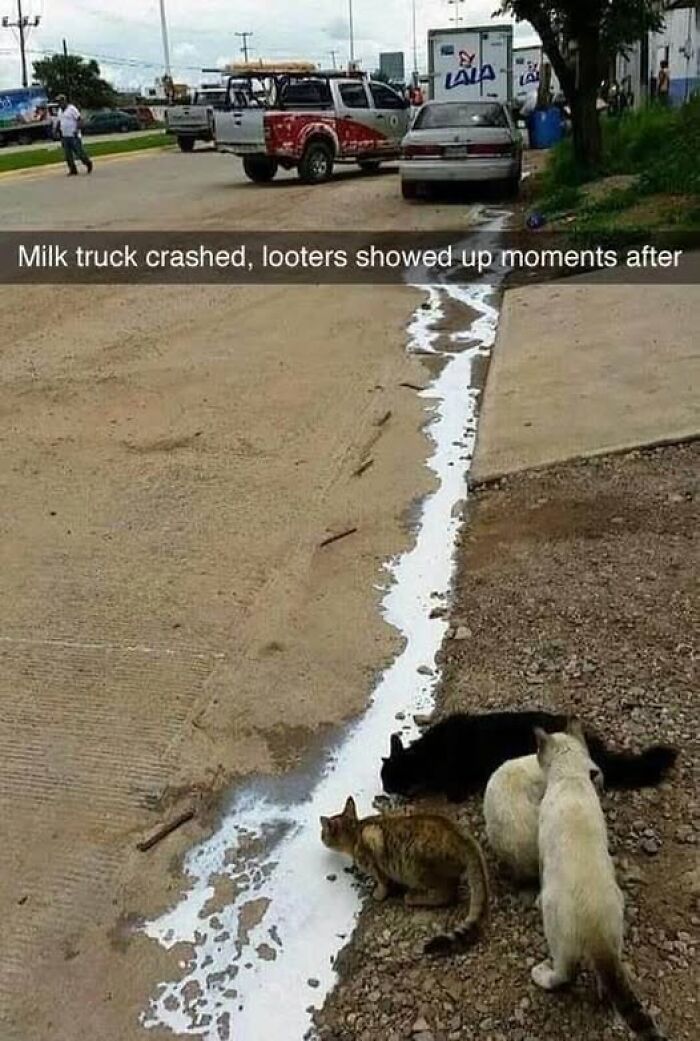 Several cats drinking spilled milk from a truck, an animal meme shared on the internet.