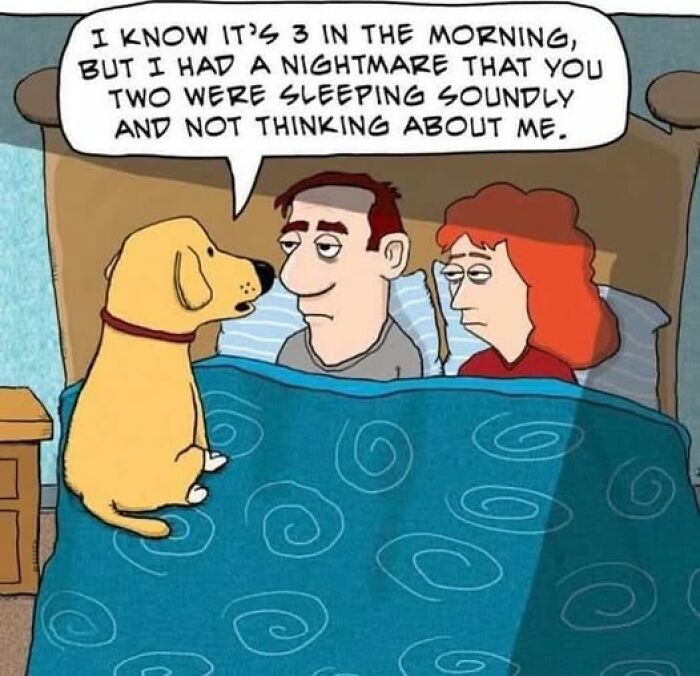 A dog wakes up its owners at 3 AM with a nightmare, an animal meme for internet fun.