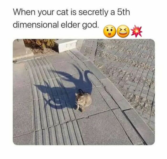 Funny animal memes feature a cat with a dramatic shadow, resembling a mythical creature.
