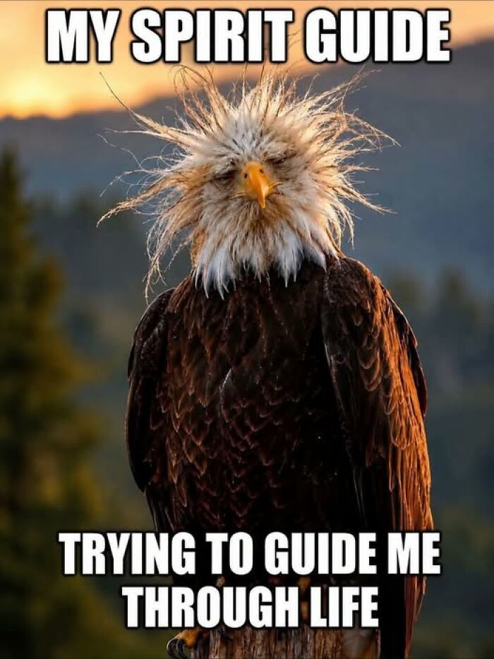 A bald eagle with messy feathers is an animal meme about a spirit guide, perfect for internet humor.