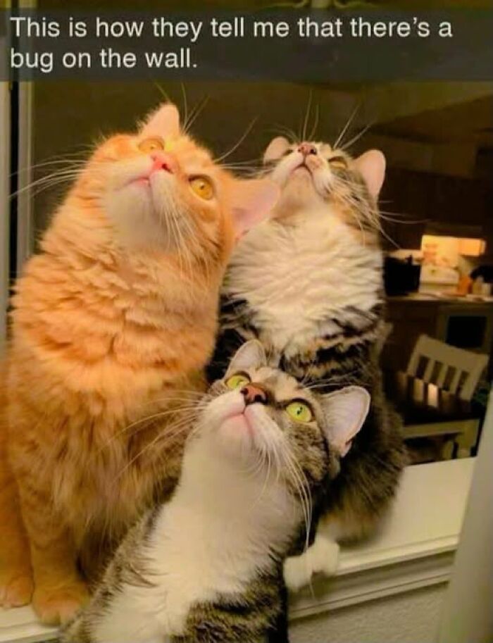Three cats look up intently at a wall, an animal meme demonstrating internet humor.