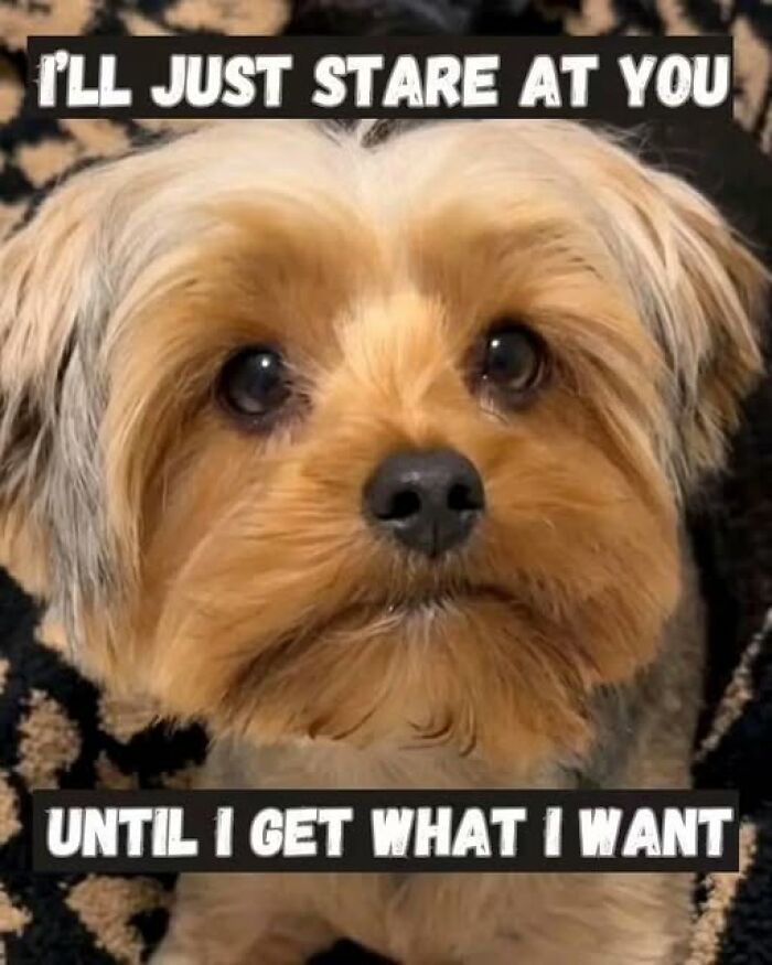 Funny animal meme of a small dog staring intently, showcasing animal memes that prove the internet was made for this purpose.