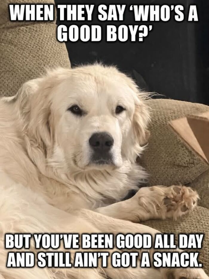 Relatable animal meme with a golden retriever looking unimpressed, capturing the humor of animal memes on the internet.